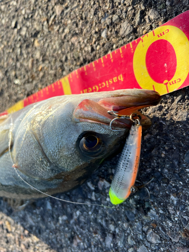 シーバスの釣果