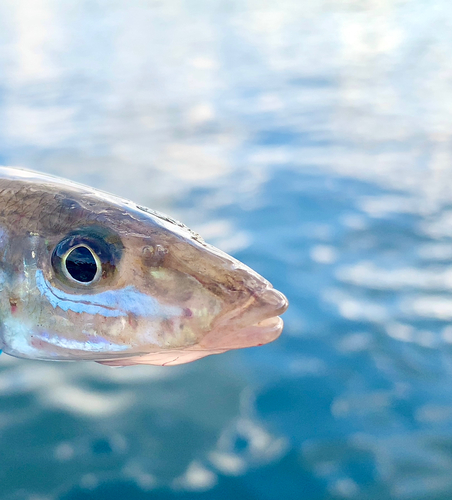 キスの釣果