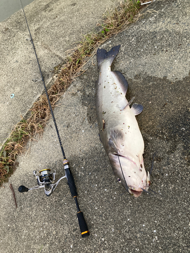 ナマズの釣果