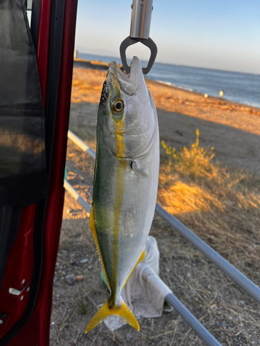 フクラギの釣果