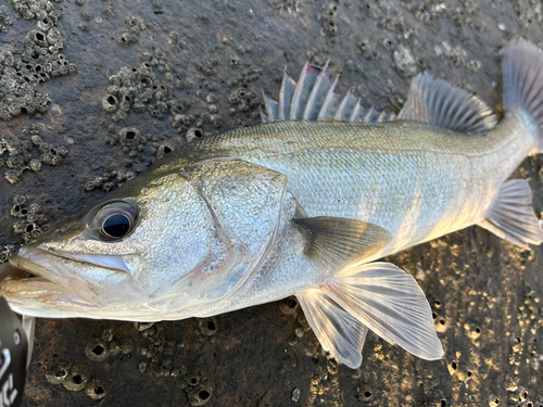 フッコ（マルスズキ）の釣果