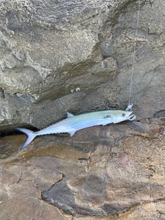 サゴシの釣果