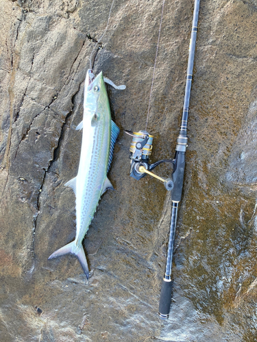 サゴシの釣果