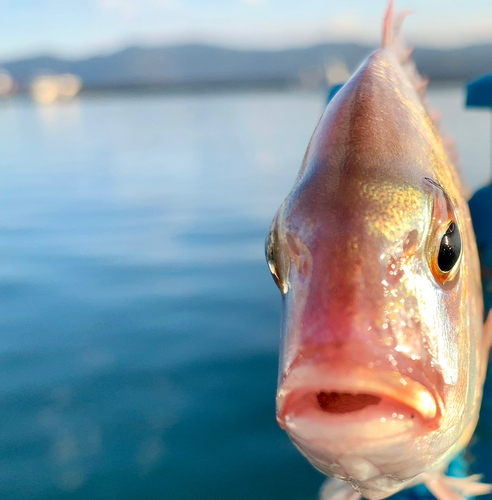 チャリコの釣果