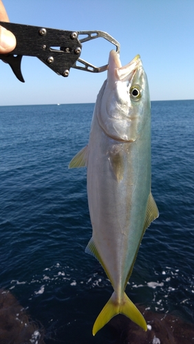 ツバスの釣果