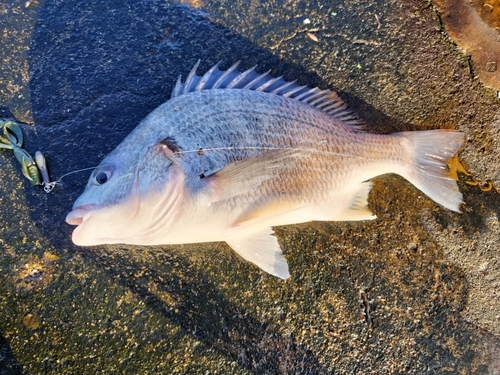 キビレの釣果