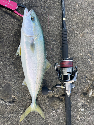 ハマチの釣果