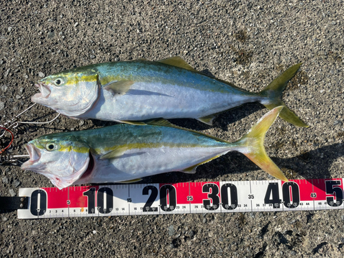 イナダの釣果