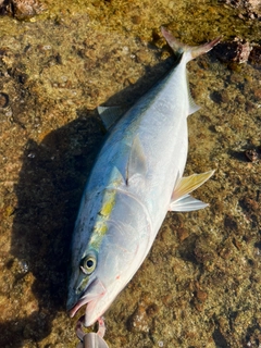 ブリの釣果