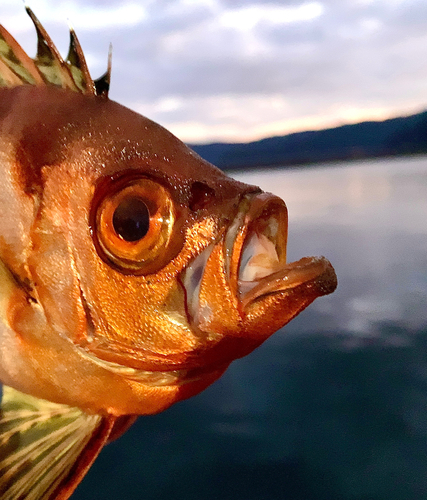 チカメキントキの釣果