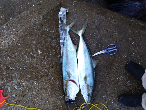 ブリの釣果