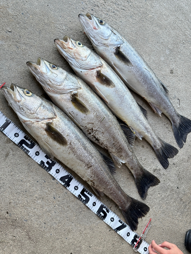 シーバスの釣果