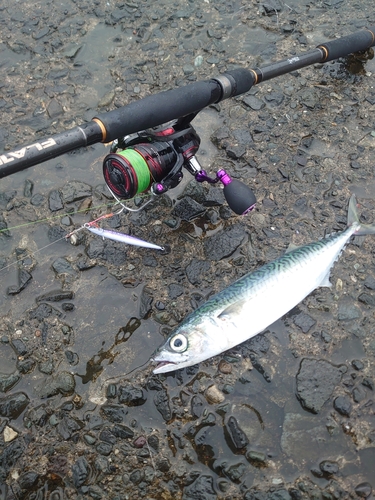 サバの釣果