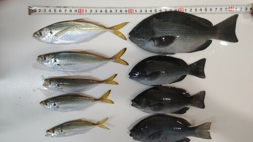 アジの釣果