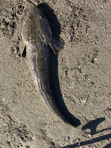 マゴチの釣果