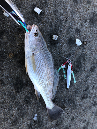 イシモチの釣果