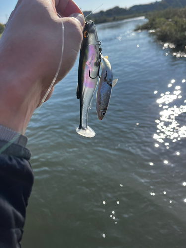 オイカワの釣果