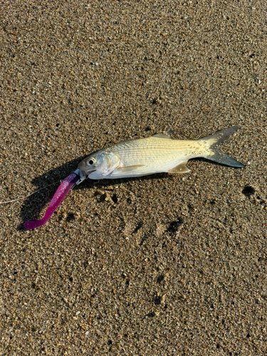 ツバメコノシロの釣果