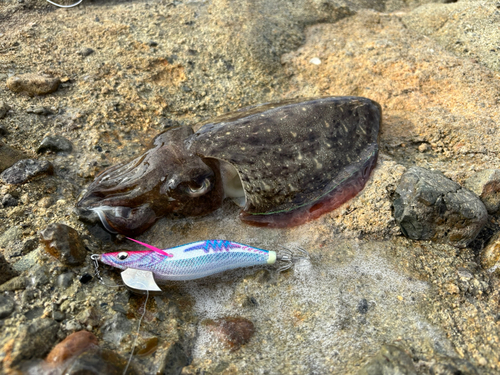 コウイカの釣果