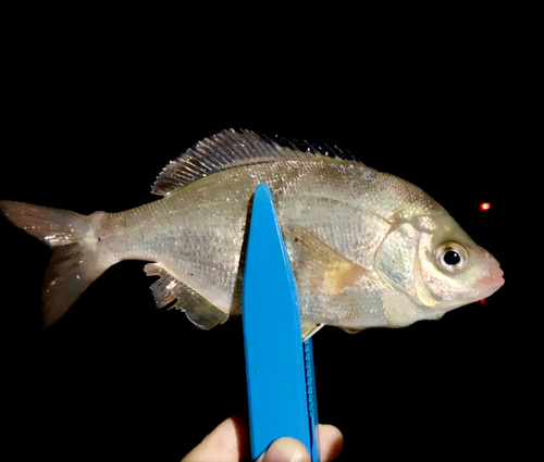 タナゴの釣果