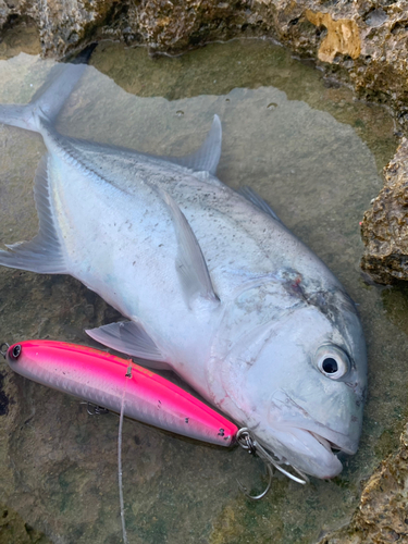 ロウニンアジの釣果