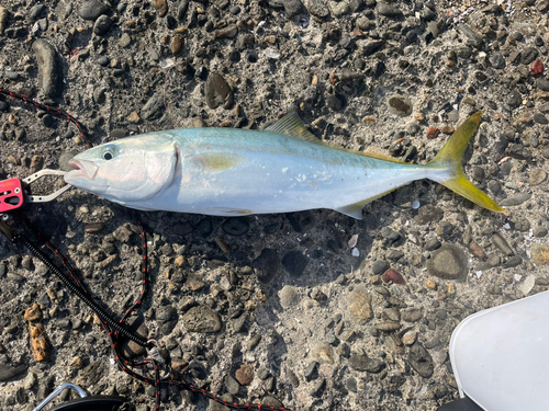 イナダの釣果