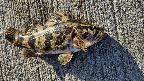 ベッコウゾイの釣果