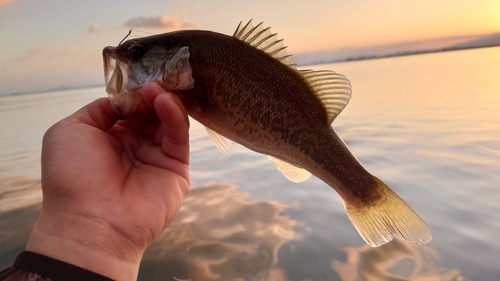 釣果