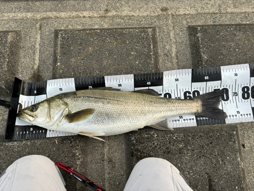 スズキの釣果