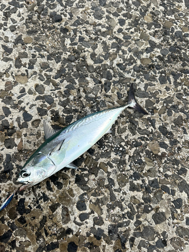 ソウダガツオの釣果