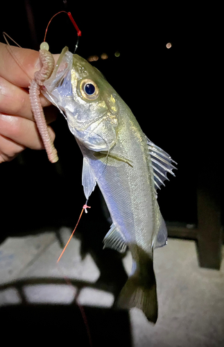 セイゴ（マルスズキ）の釣果