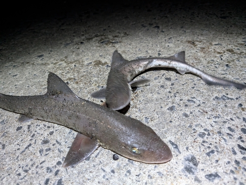 サメの釣果