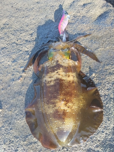 アオリイカの釣果