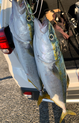 ツバスの釣果