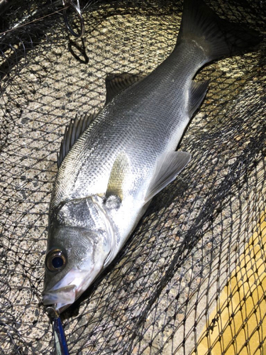 フッコ（ヒラスズキ）の釣果