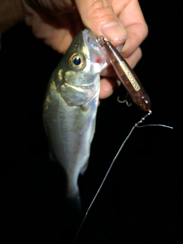 セイゴ（マルスズキ）の釣果