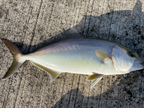 ネリゴの釣果