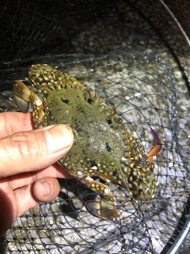 カニの釣果