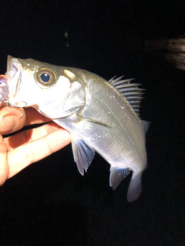 セイゴ（ヒラスズキ）の釣果