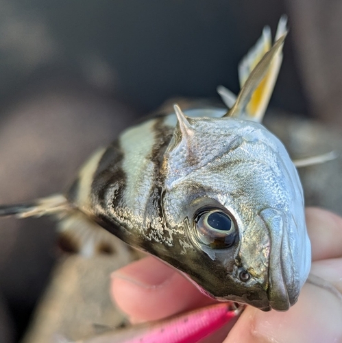 コトヒキの釣果