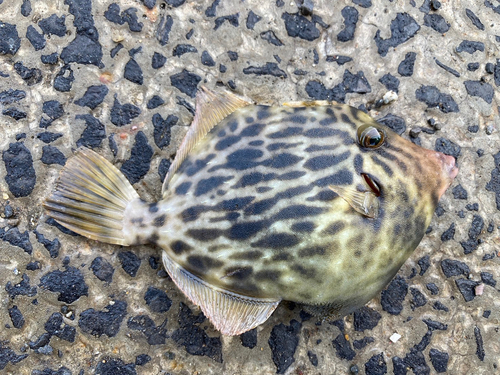 カワハギの釣果