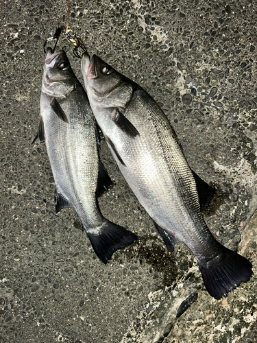 ヒラスズキの釣果