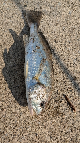 イシモチの釣果