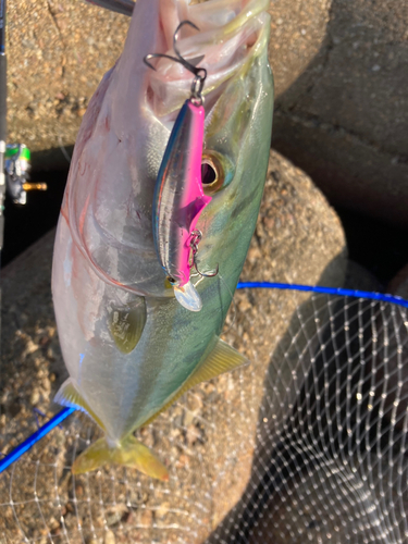 ツバスの釣果