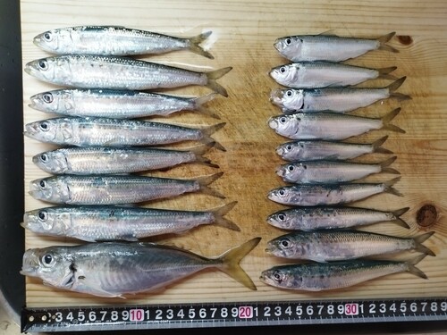 アジの釣果