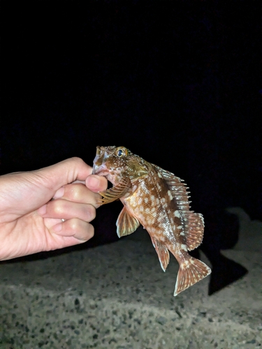 カサゴの釣果