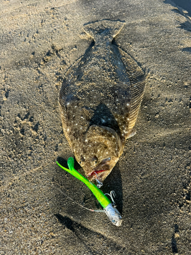 ヒラメの釣果