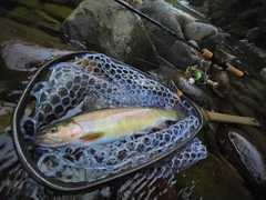 ニジマスの釣果