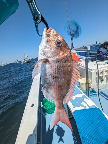 マダイの釣果