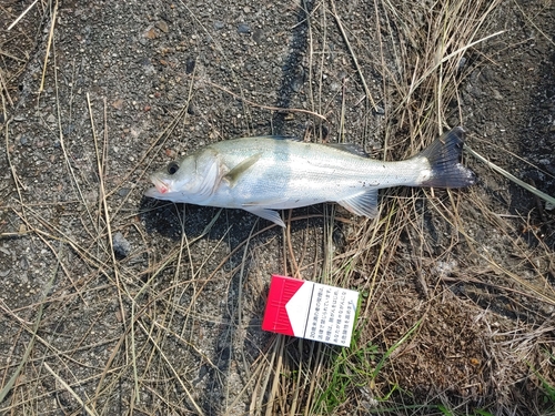 セイゴ（マルスズキ）の釣果